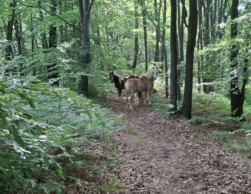 Cavalli avvistati in Burcina: di chi sono?