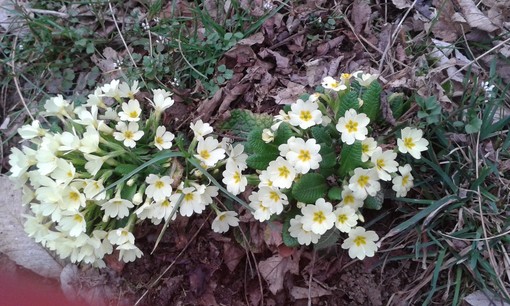 A Pasquetta un itinerario a misura di disabili FOTOGALLERY