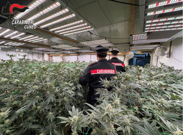 Maxi operazione antidroga "Oro verde" nel Cuneese e nel Torinese: otto arresti e sequestri per mezzo milione Maxi operazione antidroga "Oro verde" nel Cuneese e nel Torinese: otto arresti e sequestri per mezzo milione