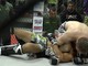 MMA e Grappling: MMA Biella è ok a Torino MMA e Grappling: MMA Biella è ok a Torino