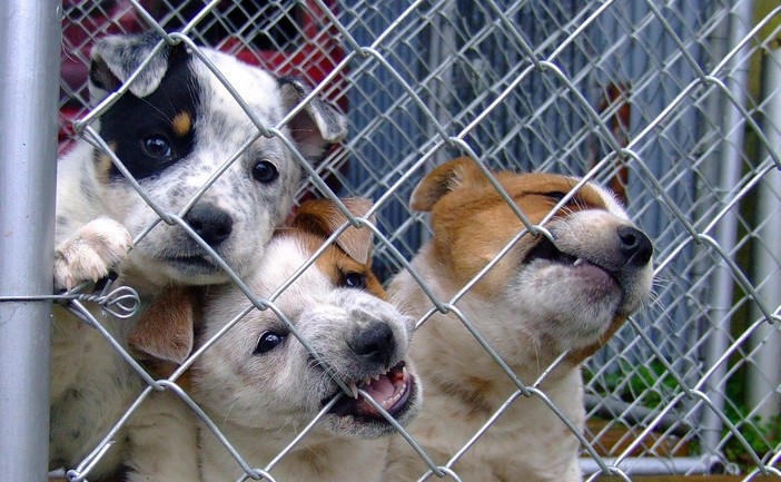 Biella, salvati 32 cani maltrattati: denunciato un cinquantenne per allevamento abusivo, foto archivio Biella, salvati 32 cani maltrattati: denunciato un cinquantenne per allevamento abusivo, foto archivio