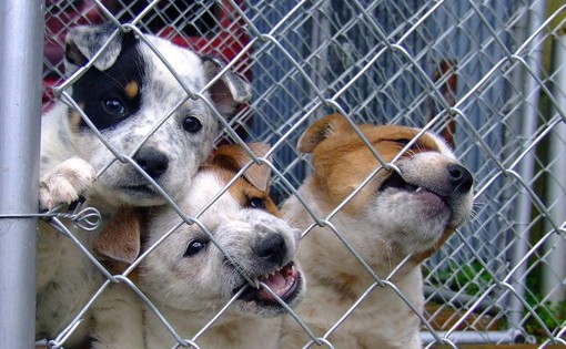 Biella, salvati 32 cani maltrattati: denunciato un cinquantenne per allevamento abusivo, foto archivio