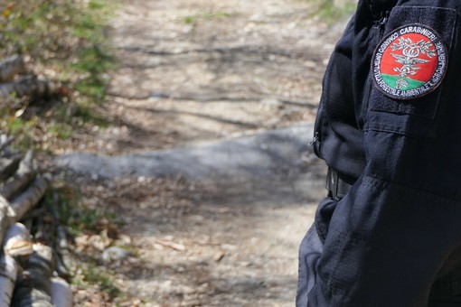 Sordevolo, brucia residui di felci vicino al bosco: multa da 400 euro