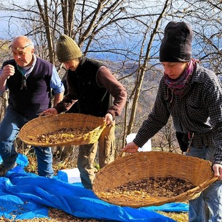 La battitura delle castagne a Bagneri, quest'anno a Cascina Nisina