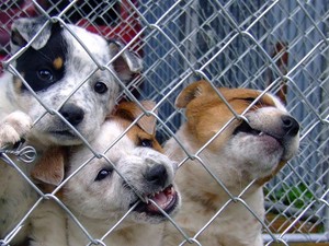 Biella, salvati 32 cani maltrattati: denunciato un cinquantenne per allevamento abusivo, foto archivio Biella, salvati 32 cani maltrattati: denunciato un cinquantenne per allevamento abusivo, foto archivio