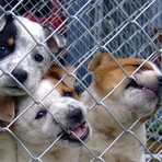 Biella, salvati 32 cani maltrattati: denunciato un cinquantenne per allevamento abusivo, foto archivio