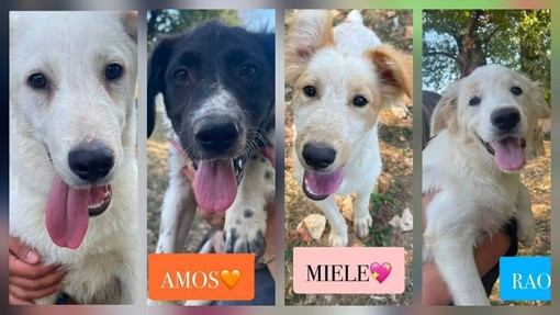Biella, quattro cuccioli cercano casa: l'appello di Scodinzolando con Flo ETS