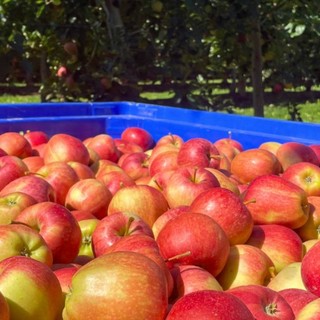 Mela Rossa di Cuneo IGP: territorio e cooperazione dietro un’eccellenza piemontese Mela Rossa di Cuneo IGP: territorio e cooperazione dietro un’eccellenza piemontese