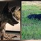 Cagnolina smarrita tra Candelo e Ponderano: aiutiamo Terry a tornare a casa!!! FOTO