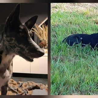 Cagnolina smarrita tra Candelo e Ponderano: aiutiamo Terry a tornare a casa!!! FOTO