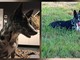 Cagnolina smarrita tra Candelo e Ponderano: aiutiamo Terry a tornare a casa!!! FOTO Cagnolina smarrita tra Candelo e Ponderano: aiutiamo Terry a tornare a casa!!! FOTO
