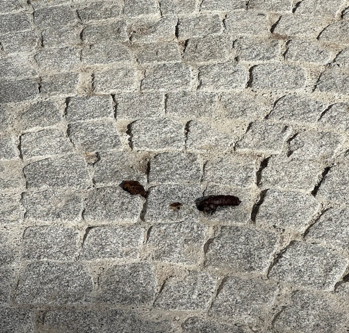 Biella, via Italia di nuovo piena di cicche e deiezioni. Moscarola: “La maleducazione regna sovrana”