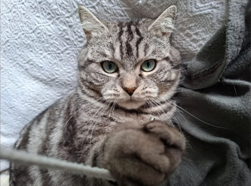 Macchia non è più tornato a casa da domenica scorsa, chi l’ha visto? Si offre una ricompensa Macchia non è più tornato a casa da domenica scorsa, chi l’ha visto? Si offre una ricompensa