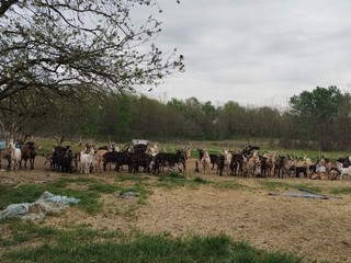Giornata dei Camminatori Biellesi: oltre 300 persone a Salussola alla prima edizione Giornata dei Camminatori Biellesi: oltre 300 persone a Salussola alla prima edizione