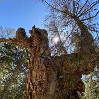 Il Nonno degli alberi valdostani: il monumento vivente ha 1000 anni.