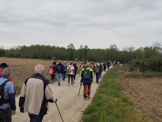Giornata dei Camminatori Biellesi: oltre 300 persone a Salussola alla prima edizione Giornata dei Camminatori Biellesi: oltre 300 persone a Salussola alla prima edizione
