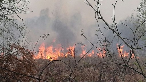 revoca incendi boschivi