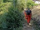 Incendi in Valsesia, AIB biellesi impegnati nella bonifica Incendi in Valsesia, AIB biellesi impegnati nella bonifica