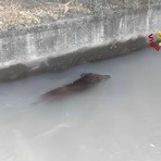 Dal Nord-ovest, Moncrivello, cinghiale finisce in un canale: intervengono i Vigili del Fuoco Dal Nord-ovest, Moncrivello, cinghiale finisce in un canale: intervengono i Vigili del Fuoco