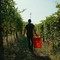 Dalle vigne al calice: la filiera corta di Cantina Clavesana
