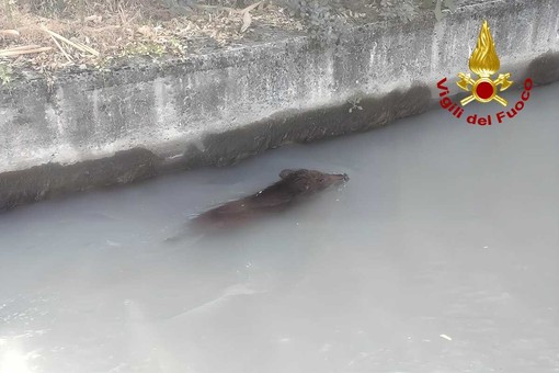 Dal Nord-ovest, Moncrivello, cinghiale finisce in un canale: intervengono i Vigili del Fuoco Dal Nord-ovest, Moncrivello, cinghiale finisce in un canale: intervengono i Vigili del Fuoco