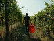 Dalle vigne al calice: la filiera corta di Cantina Clavesana
