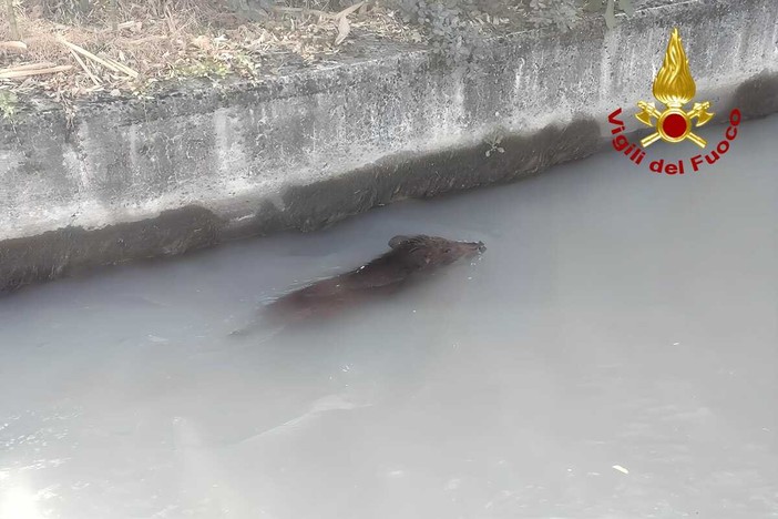 Dal Nord-ovest, Moncrivello, cinghiale finisce in un canale: intervengono i Vigili del Fuoco Dal Nord-ovest, Moncrivello, cinghiale finisce in un canale: intervengono i Vigili del Fuoco