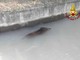 Dal Nord-ovest, Moncrivello, cinghiale finisce in un canale: intervengono i Vigili del Fuoco Dal Nord-ovest, Moncrivello, cinghiale finisce in un canale: intervengono i Vigili del Fuoco