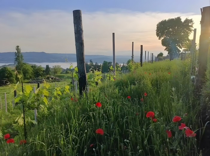 Immagine di Elisa Pozzo Immagine di Elisa Pozzo