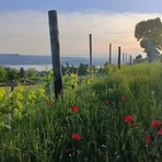 Immagine di Elisa Pozzo Immagine di Elisa Pozzo