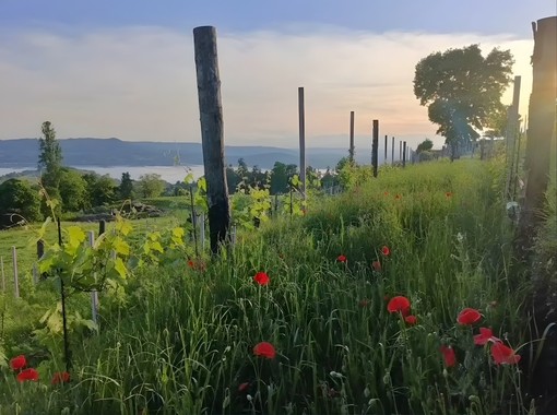 Immagine di Elisa Pozzo Immagine di Elisa Pozzo