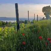 Immagine di Elisa Pozzo Immagine di Elisa Pozzo