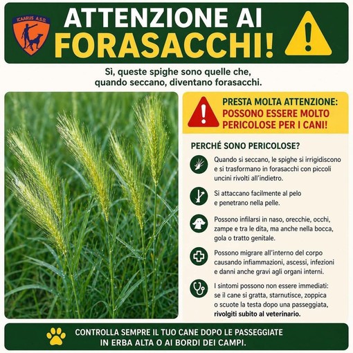 Attenzione ai forasacchi: un pericolo per gli animali domestici