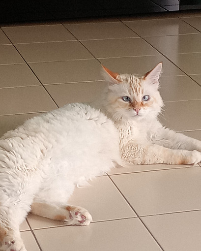 Chiavazza, gatto smarrito in Regione Croce Chiavazza, gatto smarrito in Regione Croce