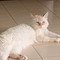 Chiavazza, gatto smarrito in Regione Croce Chiavazza, gatto smarrito in Regione Croce