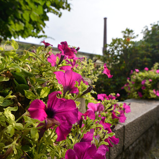 Giardino privato di Ermenegildo Zegna, in calendario due visite guidate speciali