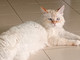 Chiavazza, gatto smarrito in Regione Croce Chiavazza, gatto smarrito in Regione Croce