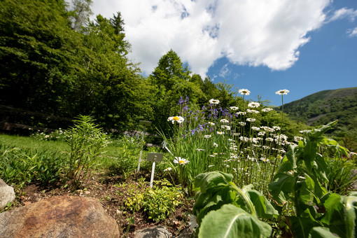 Obiettivo Sabato al Giardino Botanico di Oropa: oltre 500 specie e varietà di piante.