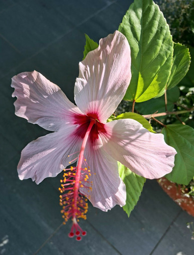 Nell’immagine, (Hibiscus syriacus L., 1753). Nome italiano: ibisco. Nome sardo: ibiscu (o ibìschu a seconda delle varianti locali). Nome spagnolo: el hibisco (o flor de hibisco). È conosciuto in America Latina e in Messico come flor de Jamaica o rosa de Jamaica. Nell’immagine, (Hibiscus syriacus L., 1753). Nome italiano: ibisco. Nome sardo: ibiscu (o ibìschu a seconda delle varianti locali). Nome spagnolo: el hibisco (o flor de hibisco). È conosciuto in America Latina e in Messico come flor de Jamaica o rosa de Jamaica.