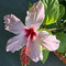 Nell’immagine, (Hibiscus syriacus L., 1753). Nome italiano: ibisco. Nome sardo: ibiscu (o ibìschu a seconda delle varianti locali). Nome spagnolo: el hibisco (o flor de hibisco). È conosciuto in America Latina e in Messico come flor de Jamaica o rosa de Jamaica. Nell’immagine, (Hibiscus syriacus L., 1753). Nome italiano: ibisco. Nome sardo: ibiscu (o ibìschu a seconda delle varianti locali). Nome spagnolo: el hibisco (o flor de hibisco). È conosciuto in America Latina e in Messico come flor de Jamaica o rosa de Jamaica.