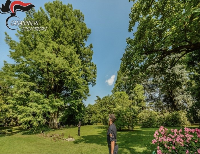 21 novembre 2025, Giornata Nazionale degli Alberi: un progetto nazionale di educazione ambientale 21 novembre 2025, Giornata Nazionale degli Alberi: un progetto nazionale di educazione ambientale