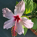 Nell’immagine, (Hibiscus syriacus L., 1753). Nome italiano: ibisco. Nome sardo: ibiscu (o ibìschu a seconda delle varianti locali). Nome spagnolo: el hibisco (o flor de hibisco). È conosciuto in America Latina e in Messico come flor de Jamaica o rosa de Jamaica. Nell’immagine, (Hibiscus syriacus L., 1753). Nome italiano: ibisco. Nome sardo: ibiscu (o ibìschu a seconda delle varianti locali). Nome spagnolo: el hibisco (o flor de hibisco). È conosciuto in America Latina e in Messico come flor de Jamaica o rosa de Jamaica.