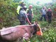 Sagliano: Mucca scivolata in una scarpata, la salvano i Vigili del Fuoco FOTOGALLERY