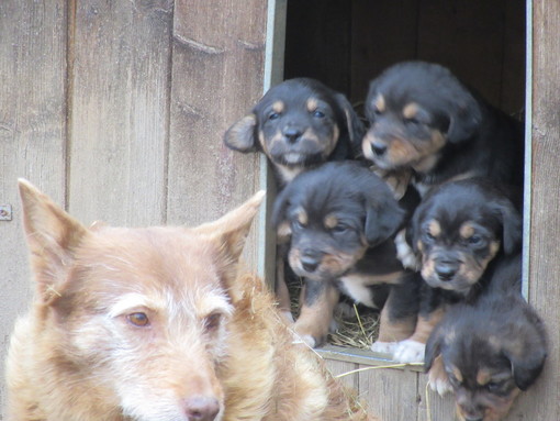 Cinque cuccioli nati in cascina biellese cercano famiglia