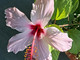 Nell’immagine, (Hibiscus syriacus L., 1753). Nome italiano: ibisco. Nome sardo: ibiscu (o ibìschu a seconda delle varianti locali). Nome spagnolo: el hibisco (o flor de hibisco). È conosciuto in America Latina e in Messico come flor de Jamaica o rosa de Jamaica. Nell’immagine, (Hibiscus syriacus L., 1753). Nome italiano: ibisco. Nome sardo: ibiscu (o ibìschu a seconda delle varianti locali). Nome spagnolo: el hibisco (o flor de hibisco). È conosciuto in America Latina e in Messico come flor de Jamaica o rosa de Jamaica.