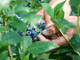 Dalla terra al consumatore: la filiera corta di Joinfruit Dalla terra al consumatore: la filiera corta di Joinfruit