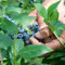 Dalla terra al consumatore: la filiera corta di Joinfruit Dalla terra al consumatore: la filiera corta di Joinfruit