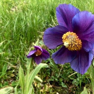 Il papavero blu fiorisce a Oropa: il fiore dell’Himalaya sboccia nel Biellese