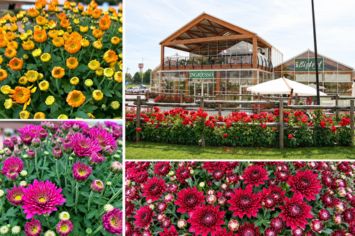 Da Gardenville fiorisce l'autunno: è tempo di crisantemi Da Gardenville fiorisce l'autunno: è tempo di crisantemi