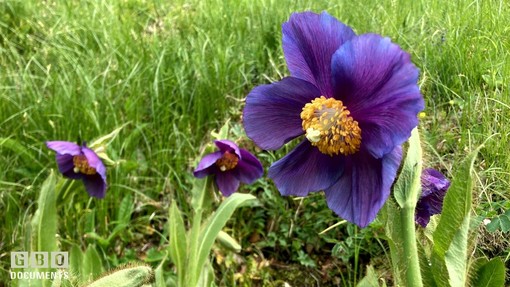 Il papavero blu fiorisce a Oropa: il fiore dell’Himalaya sboccia nel Biellese